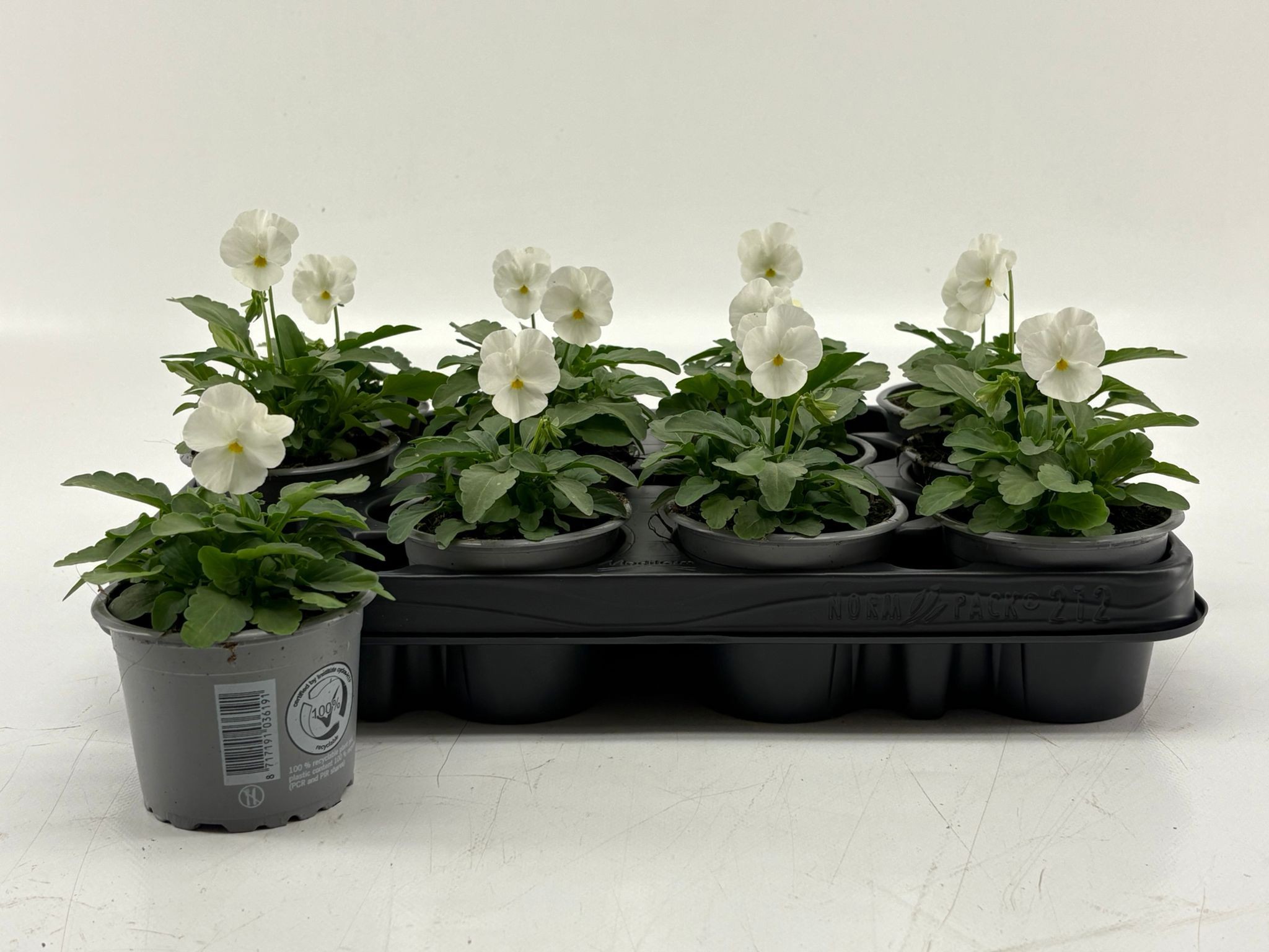 Viola Cornuta White, D 9 cm Viola Cornuta White, D 9 cm