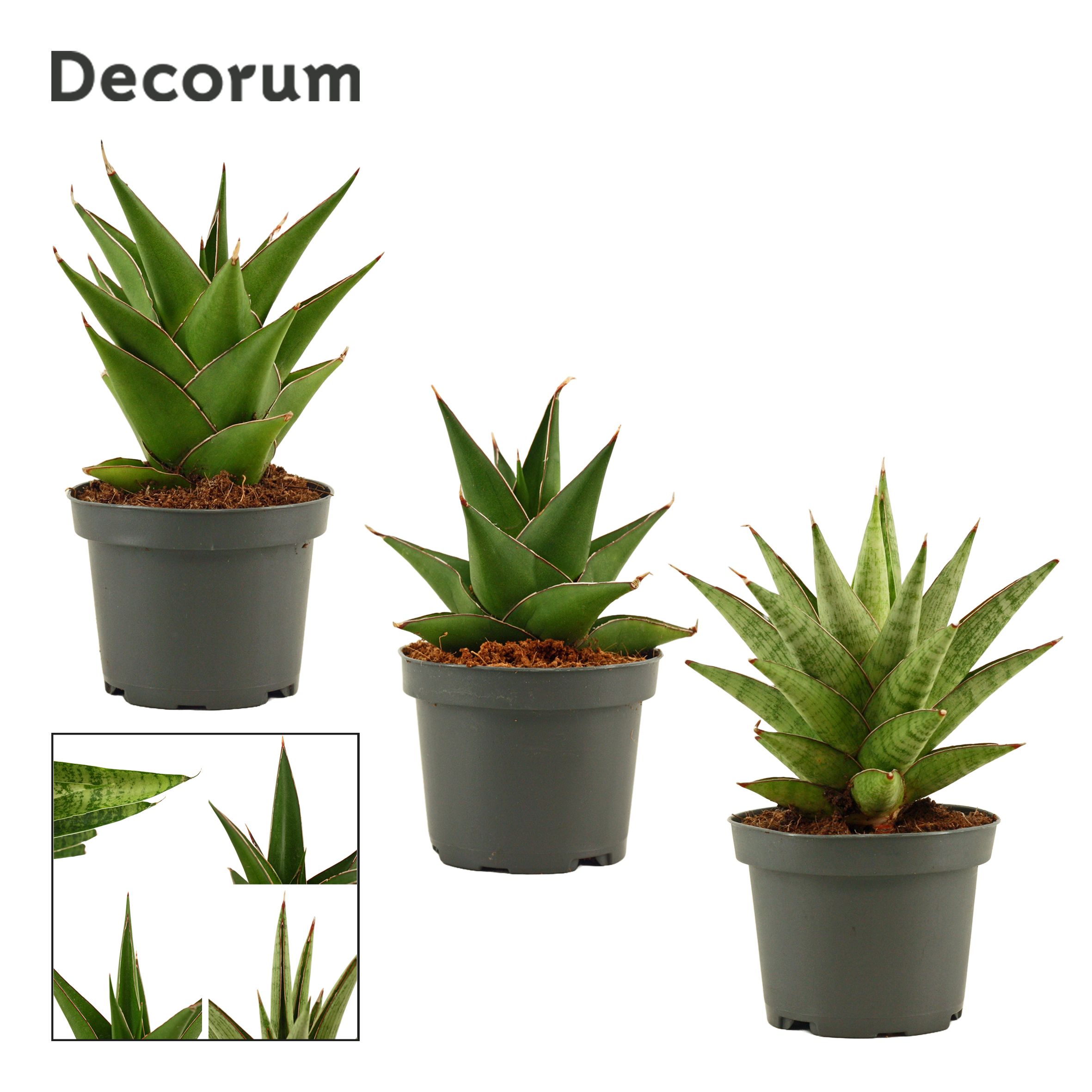 Sansevieria Crown mix 9 cm (Decorum), D 9 cm Sansevieria Crown mix 9 cm (Decorum), D 9 cm
