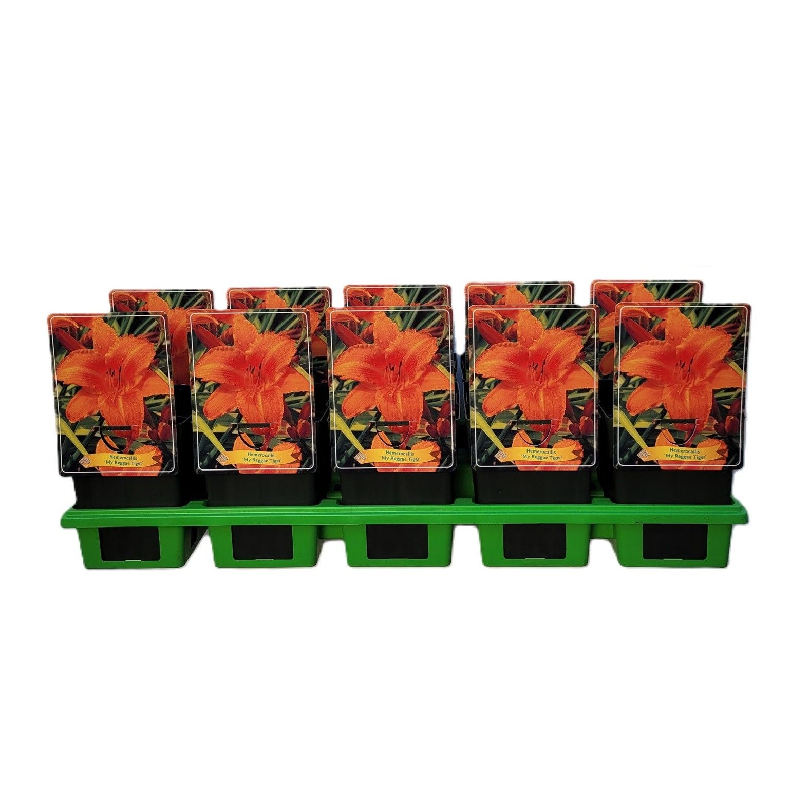Hemerocallis 'My Reggae Tiger' P11, D 11