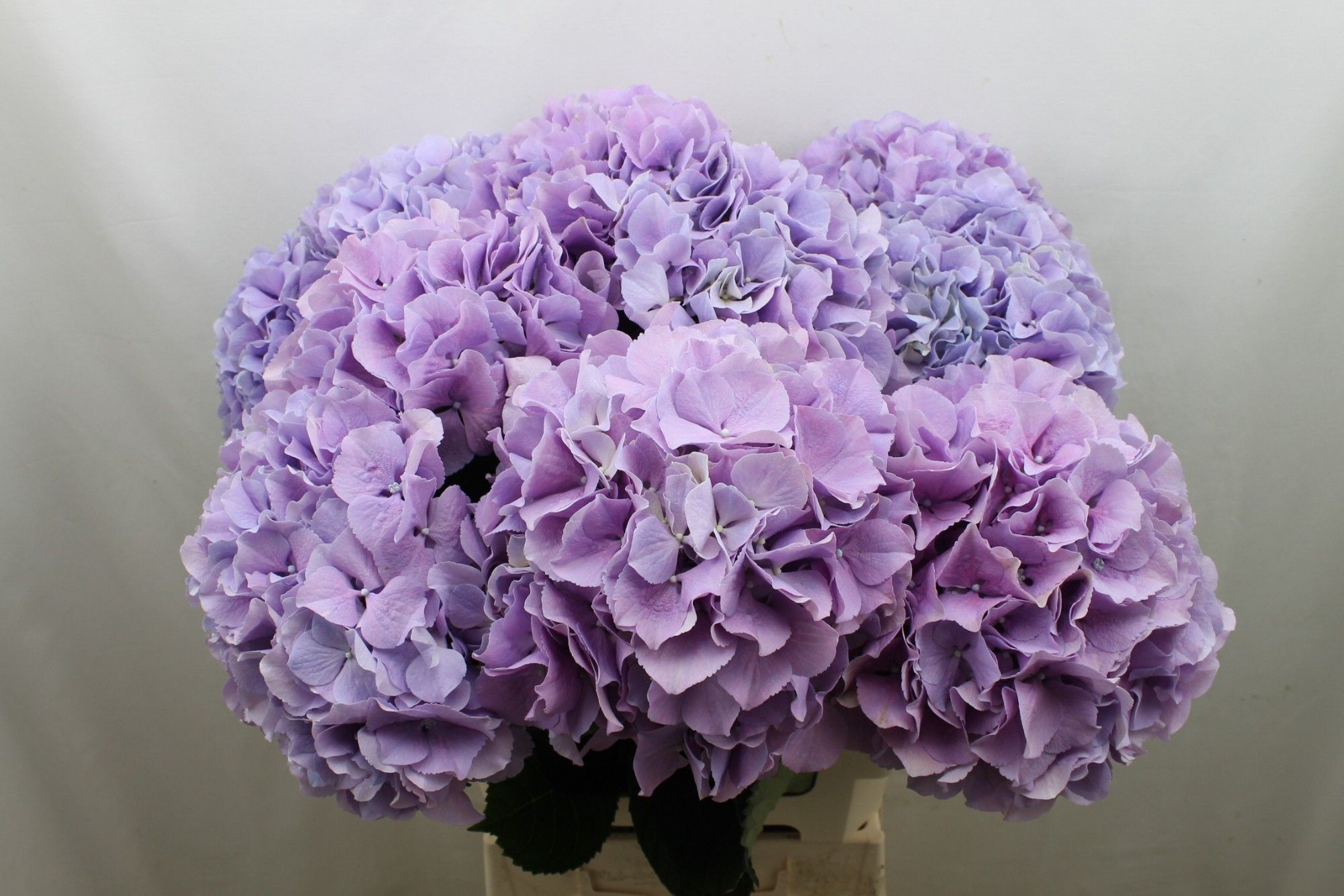 Гортензия Роял Бенефит 60, шт.