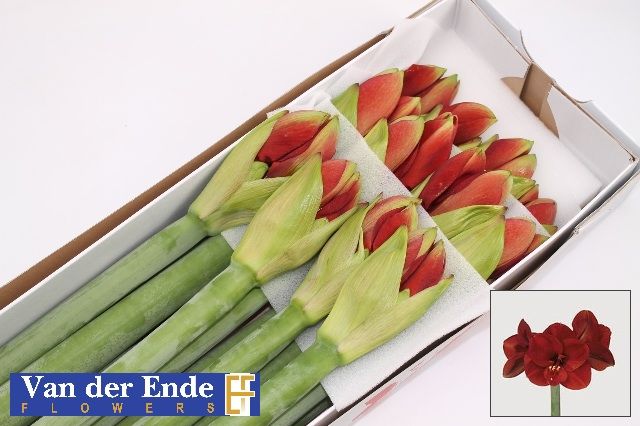 Амарилис Феррари (красн.) x12, шт.