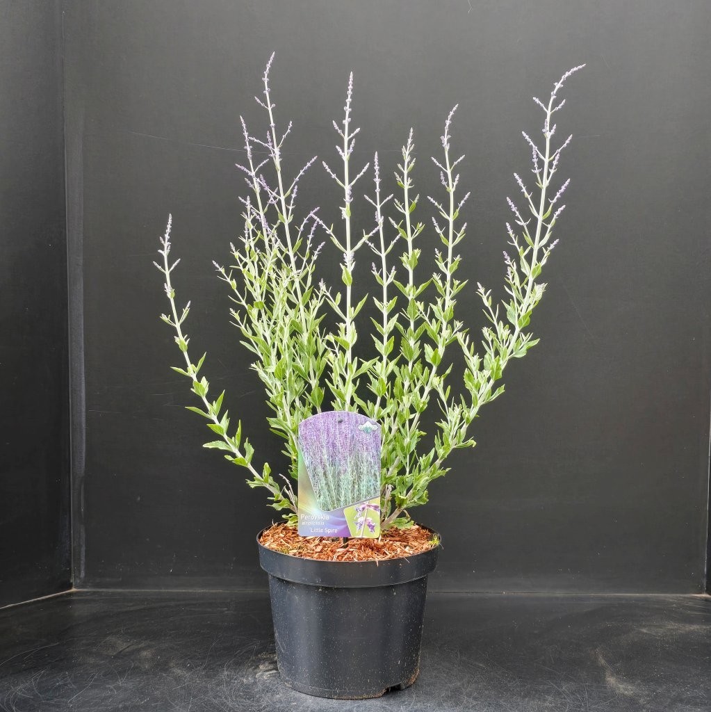 Perovskia atriplicifolia Little Spire, D 23