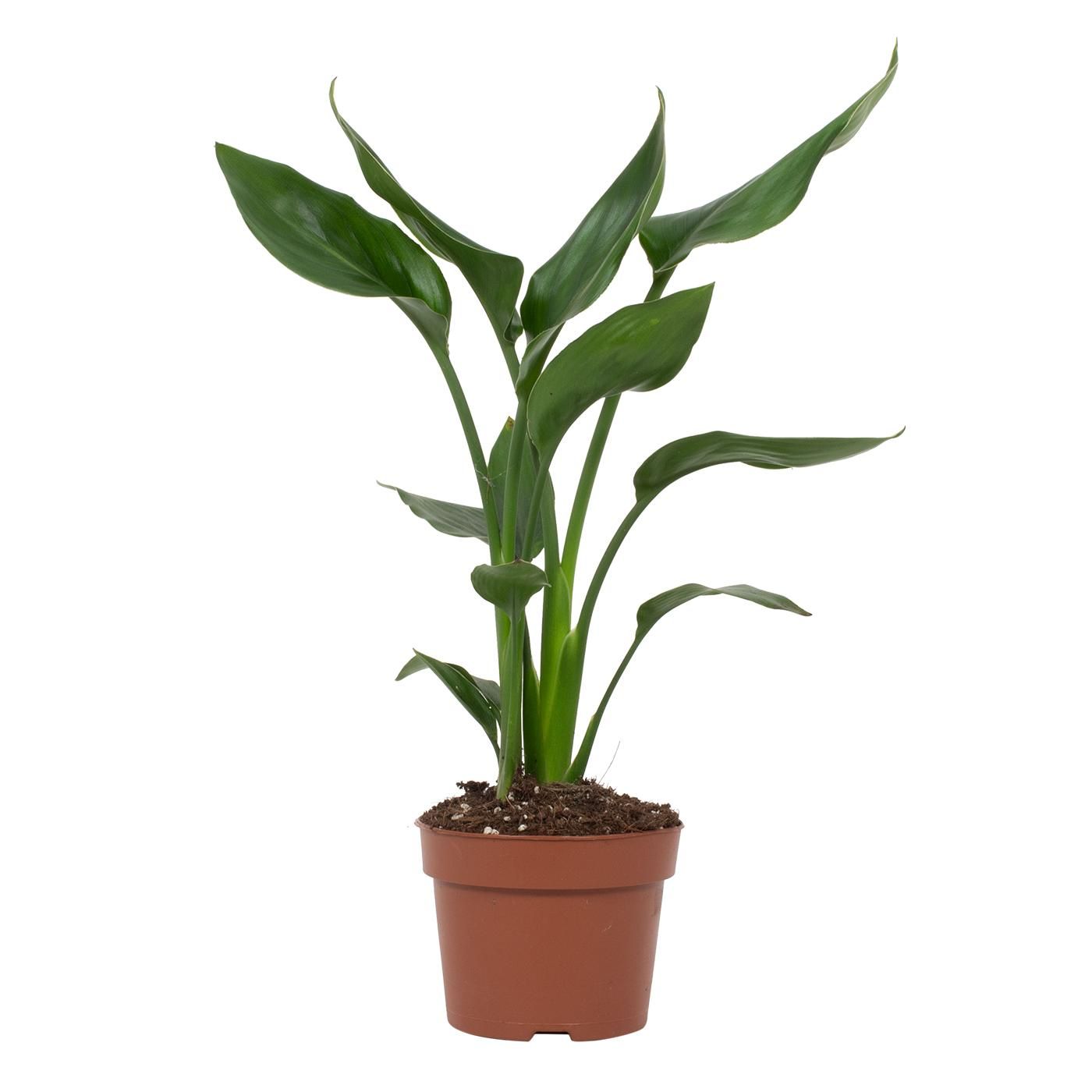 Strelitzia reginae 2 stek, D 12