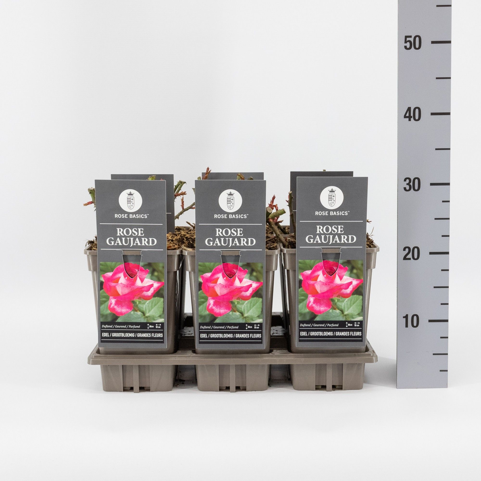 Rosa (TH) Rose Gaujard, C3, D 17