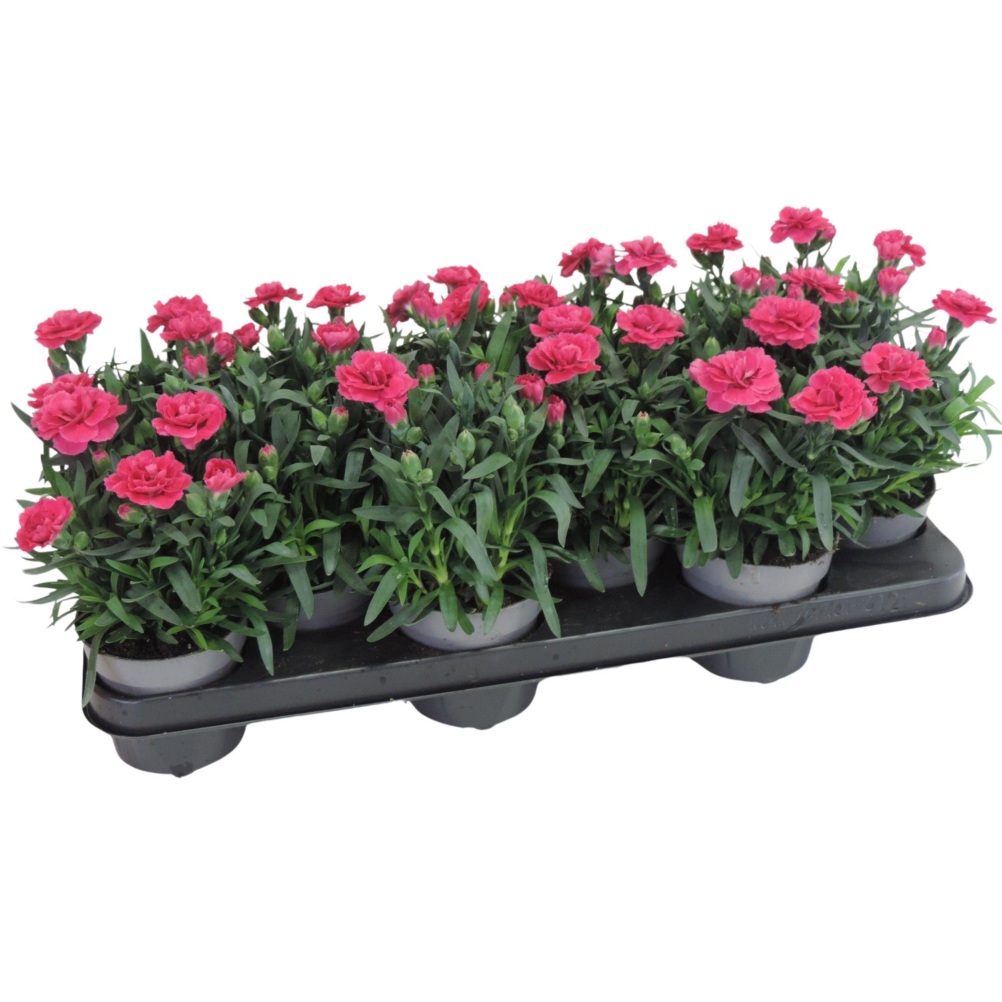 Dianthus Oscar Cherry Velvet 10.5 cm, D 10,5