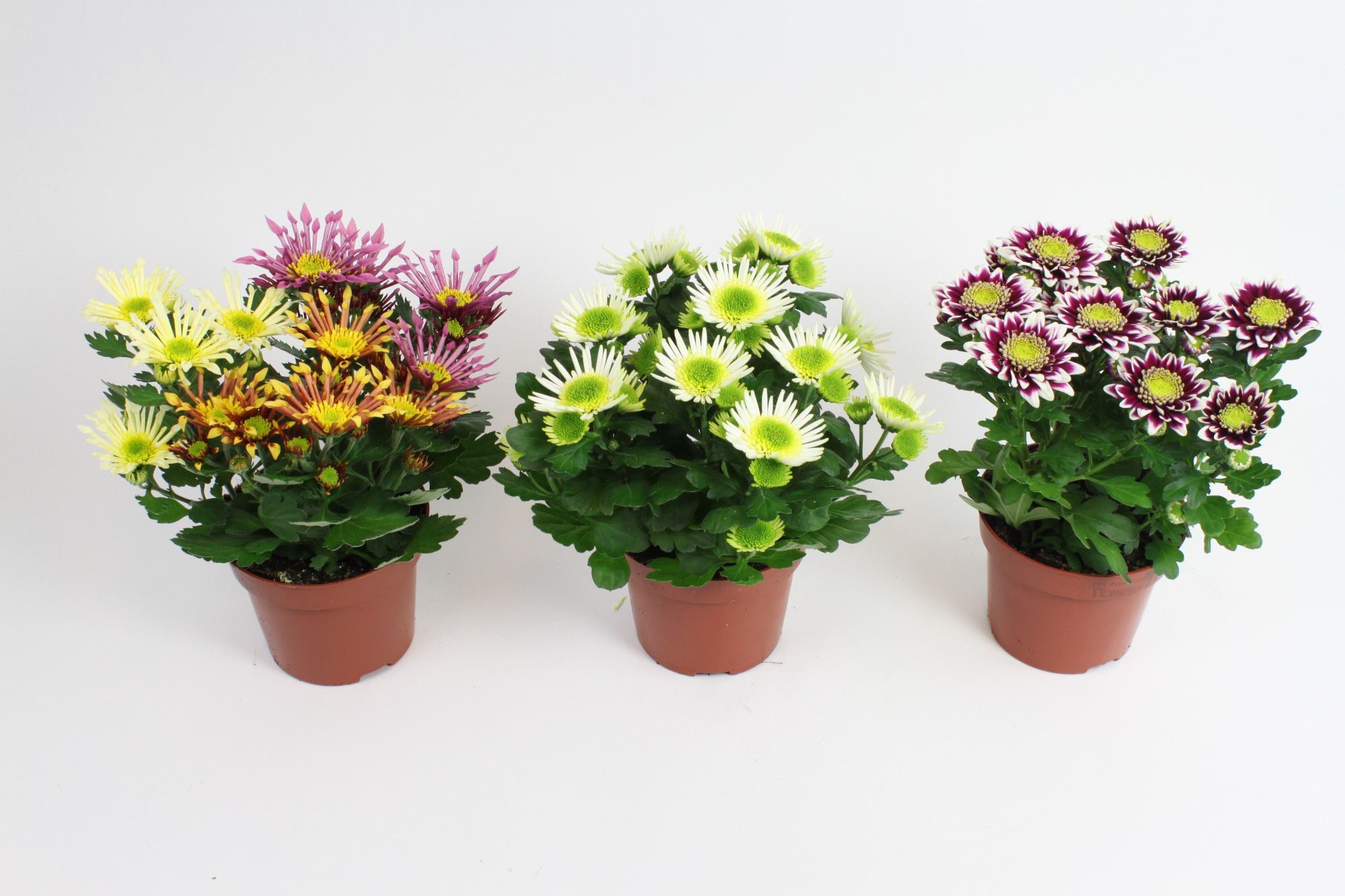 Chrysant Splash Gemengd Stadium 2/3, D 12