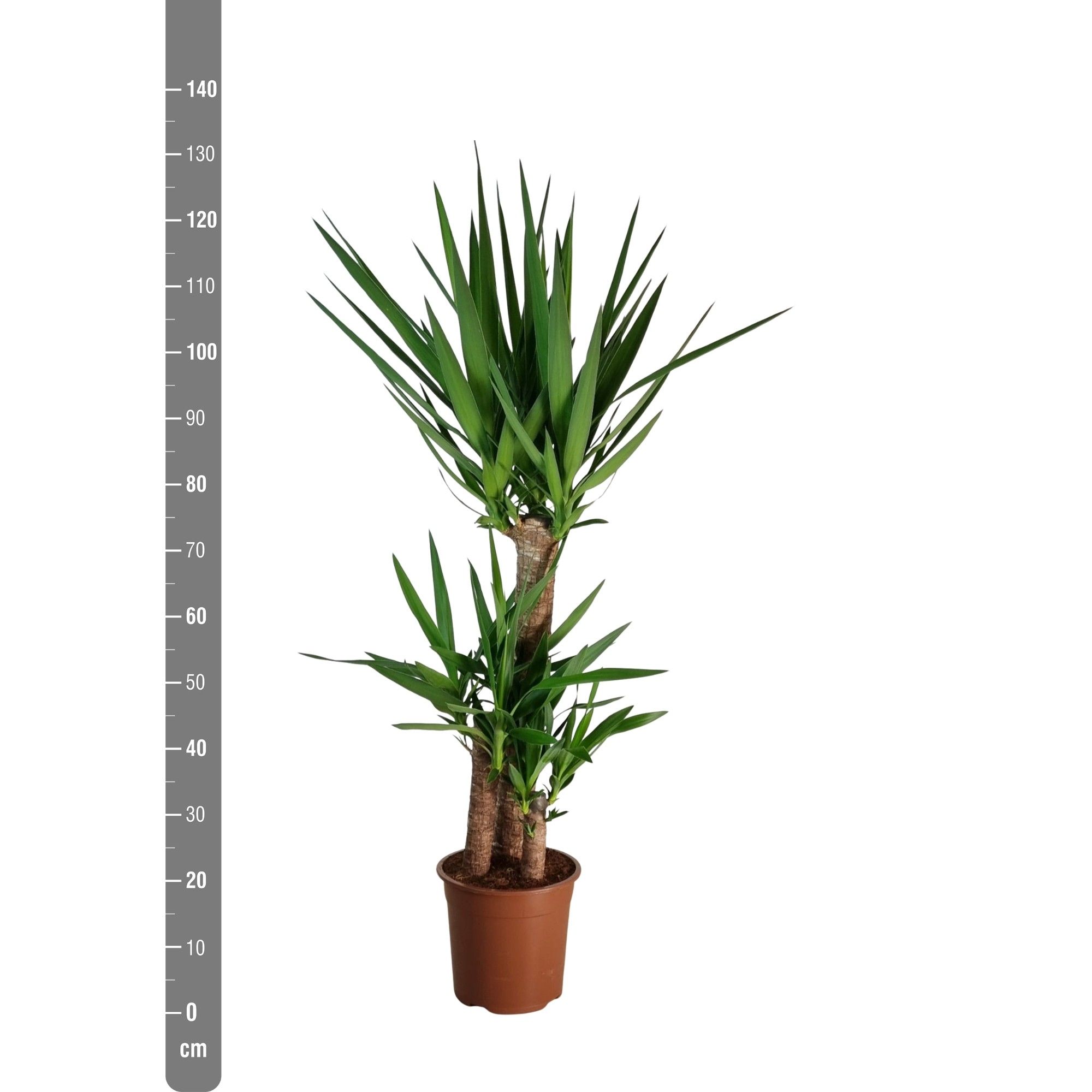 Yucca Elephantipes 3 stam 75/45/25, D 24 cm Yucca Elephantipes 3 stam 75/45/25, D 24 cm