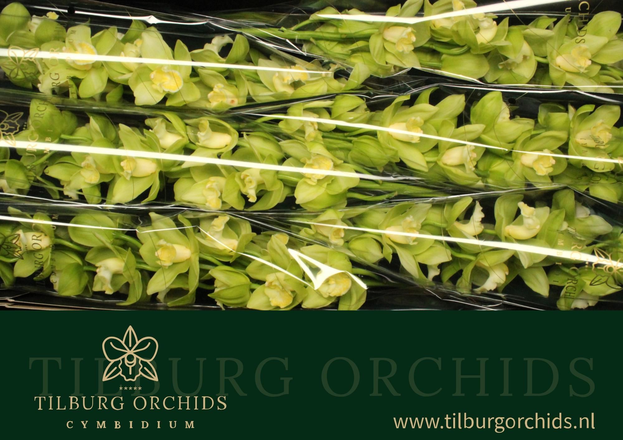 Цимбидиум Минт Айс 80 (зел.) x6, шт.