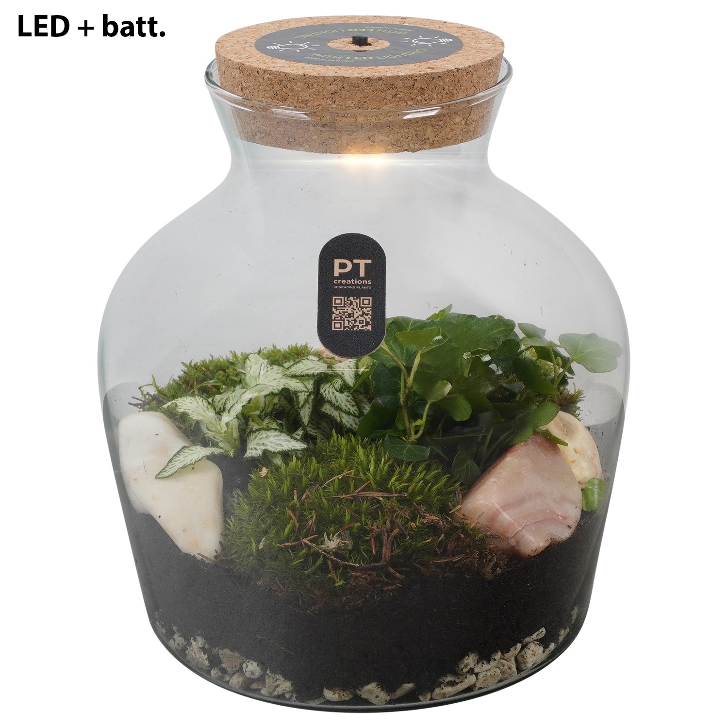 PTTER8102 Arrangement terrarium in glazen terrarium, D 20