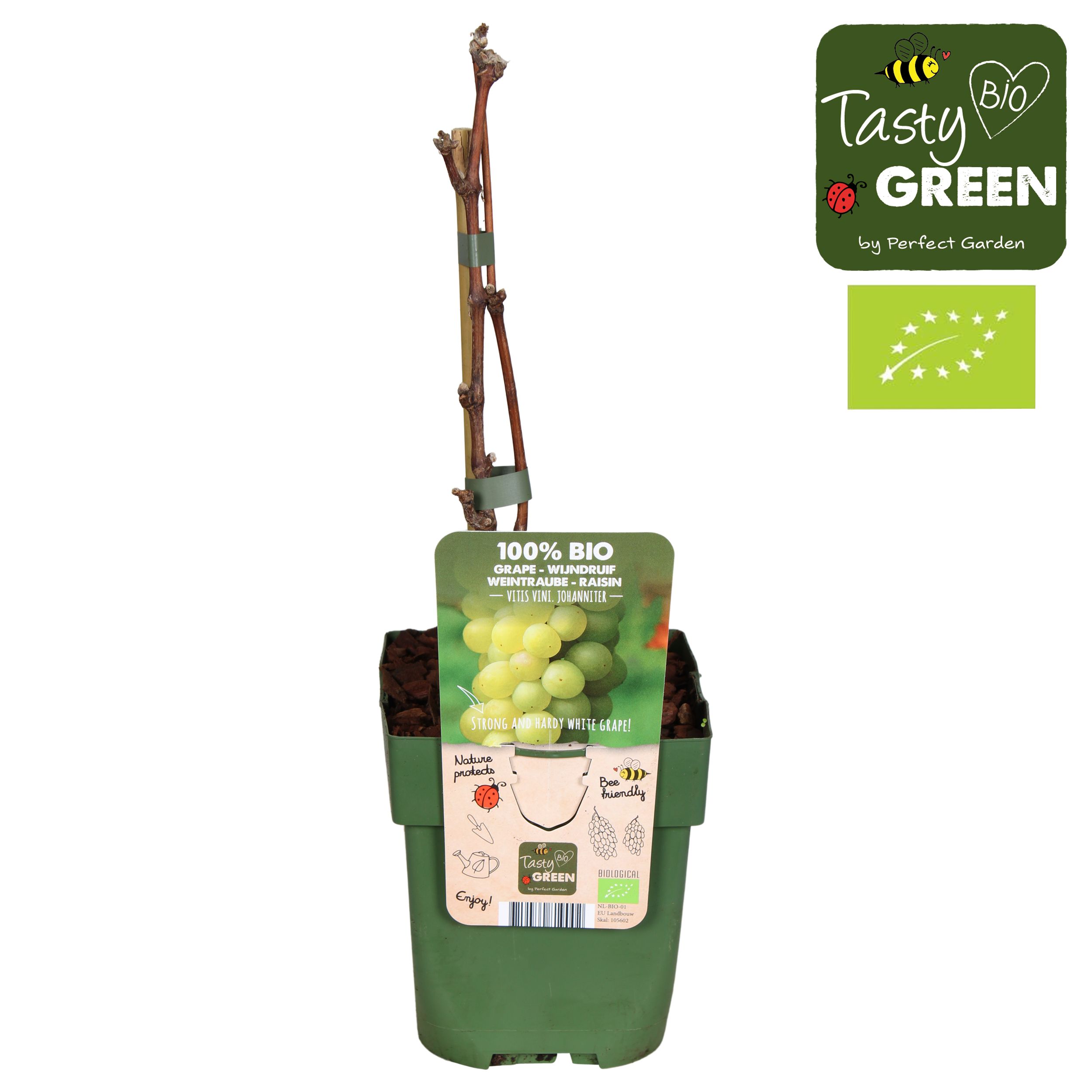 Vitis Johanniter Bio P13, D 13