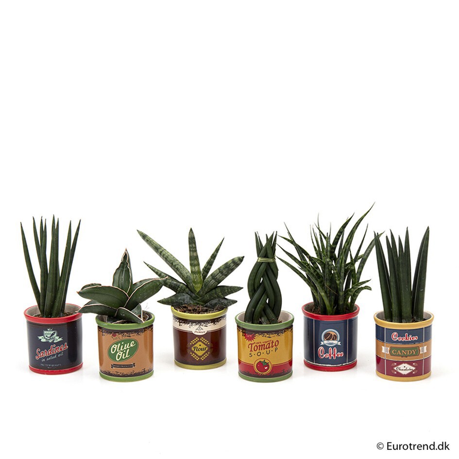 GREEN MIX E 2080, D 6 cm