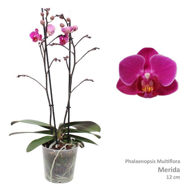 Phal. Multiflora "Merida" 2-tak, D 12 cm
