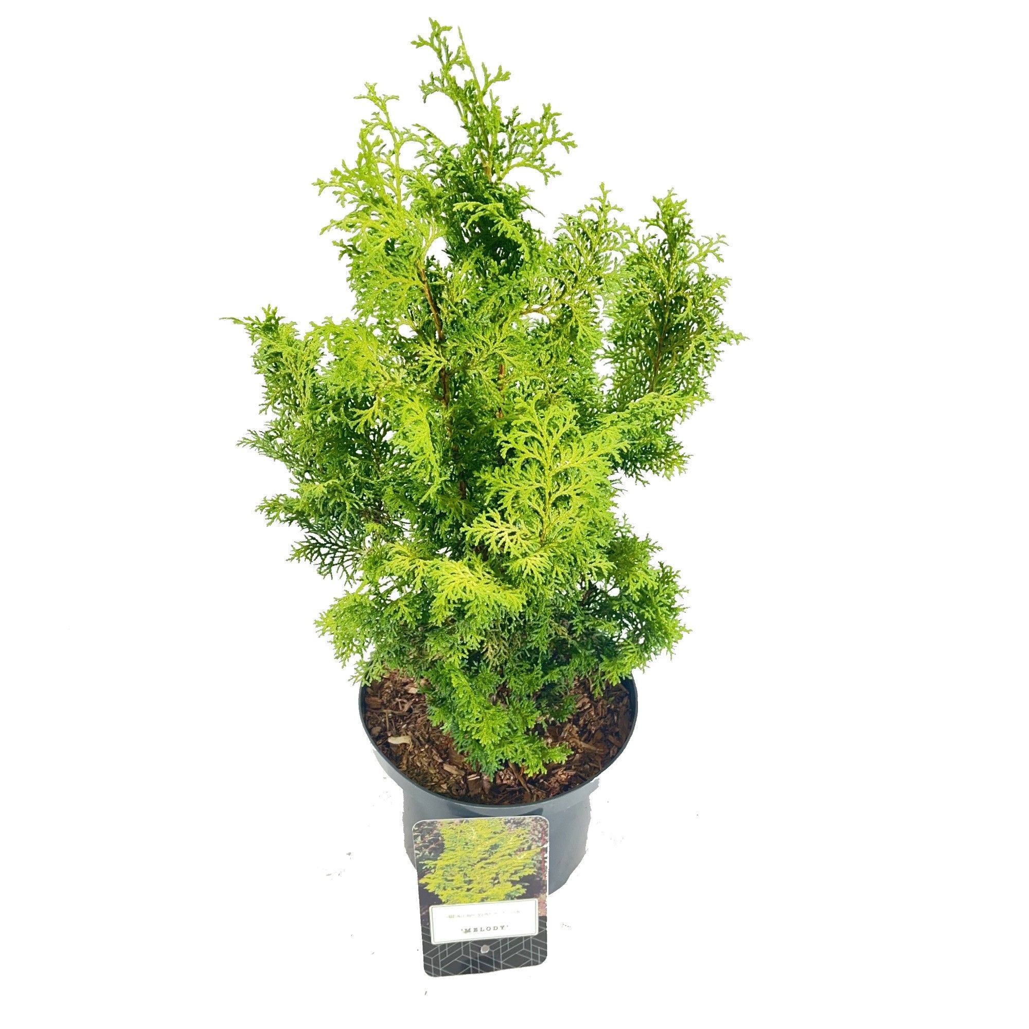 Chamaecyparis obtusa 'Melody', D 18