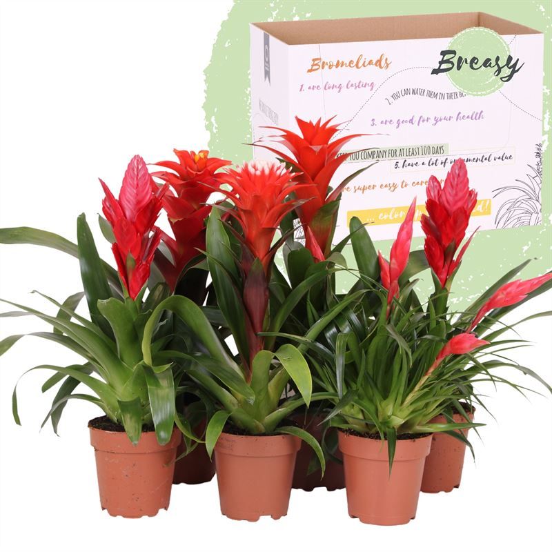 Bromelia Red Family - 12cm | Mimesis, D 12