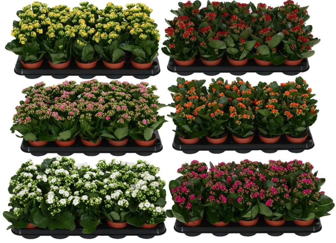 Kalanchoe diverse kleuren, D 9