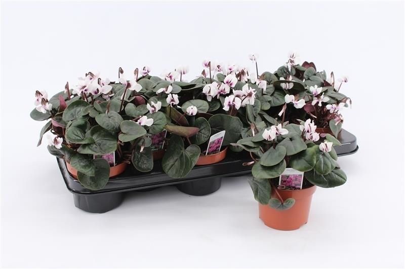 Cyclamen Coum White, D 10,5