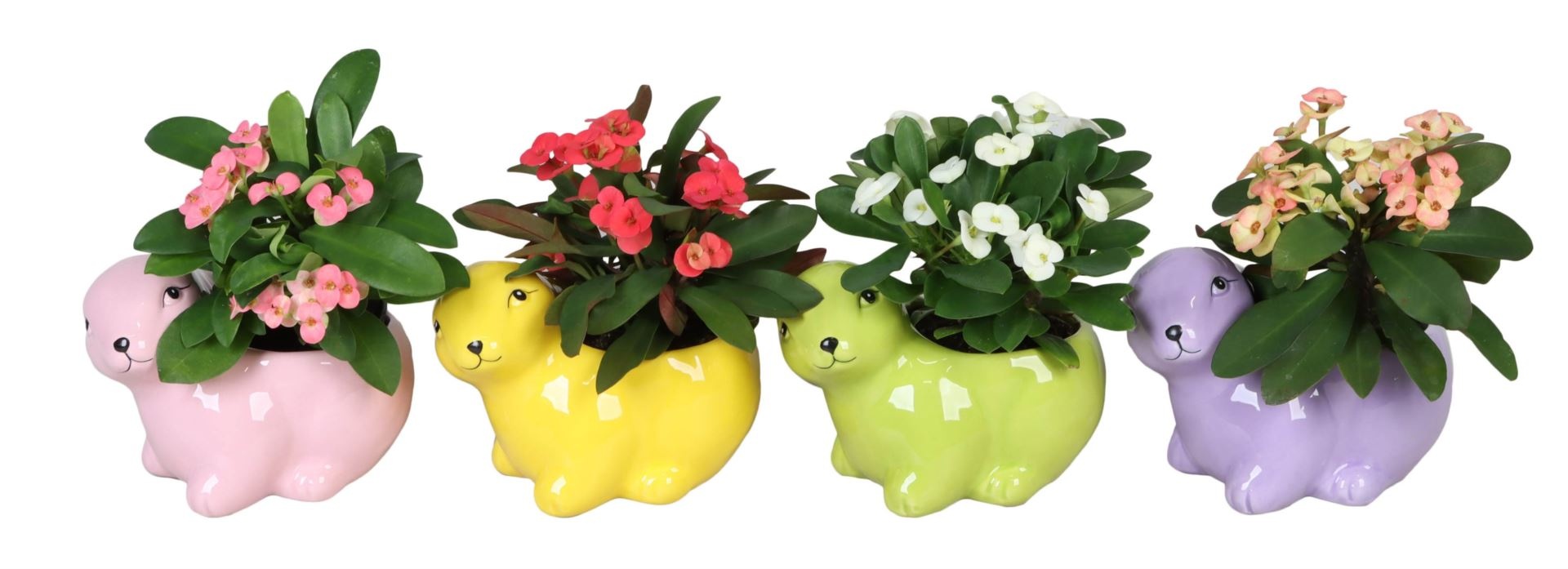 L 67163 with Euphorbia Milii Mix 6 cm, D 6 cm