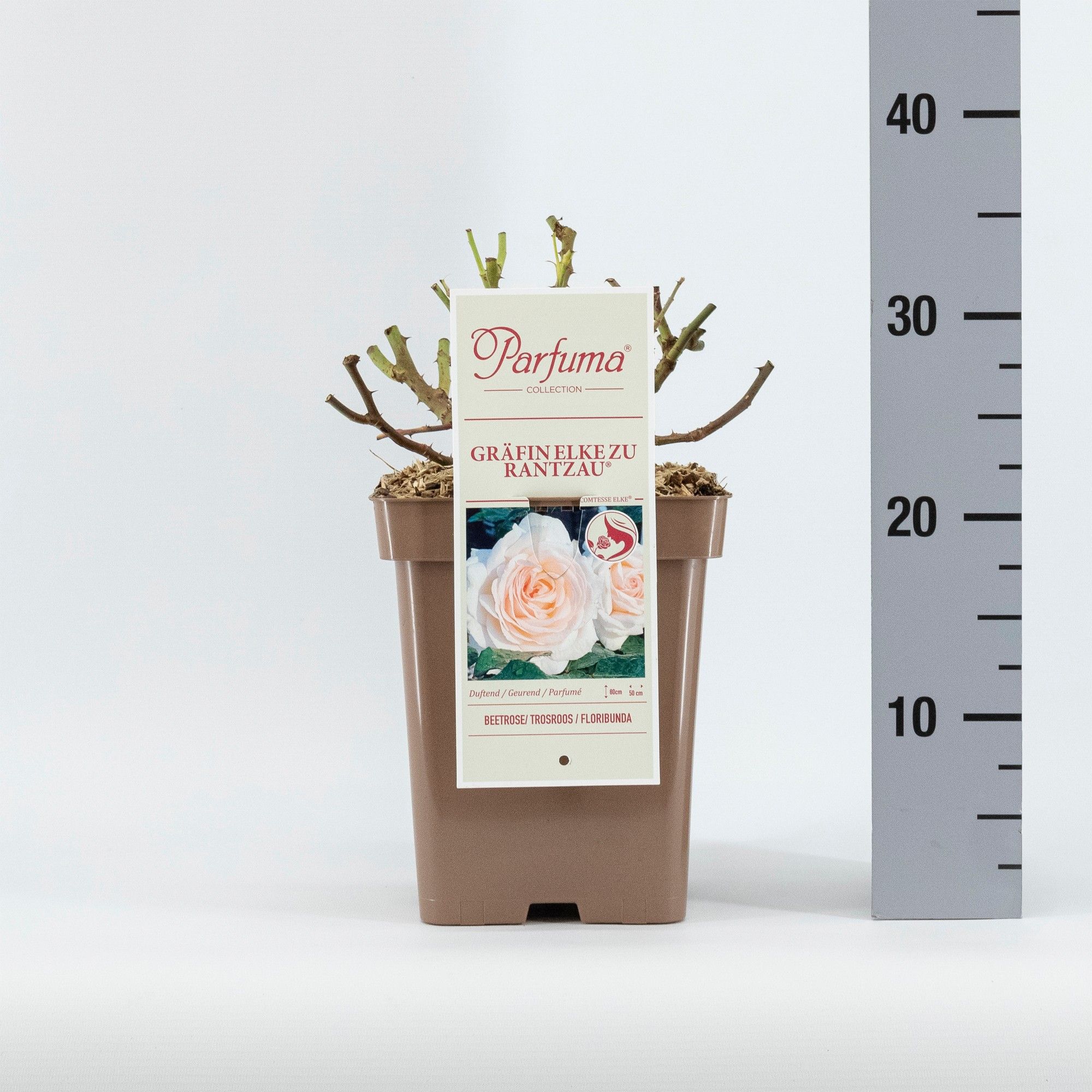 Rosa Parfuma (F) Gräfin Elke zu Rantzau ®, D 23