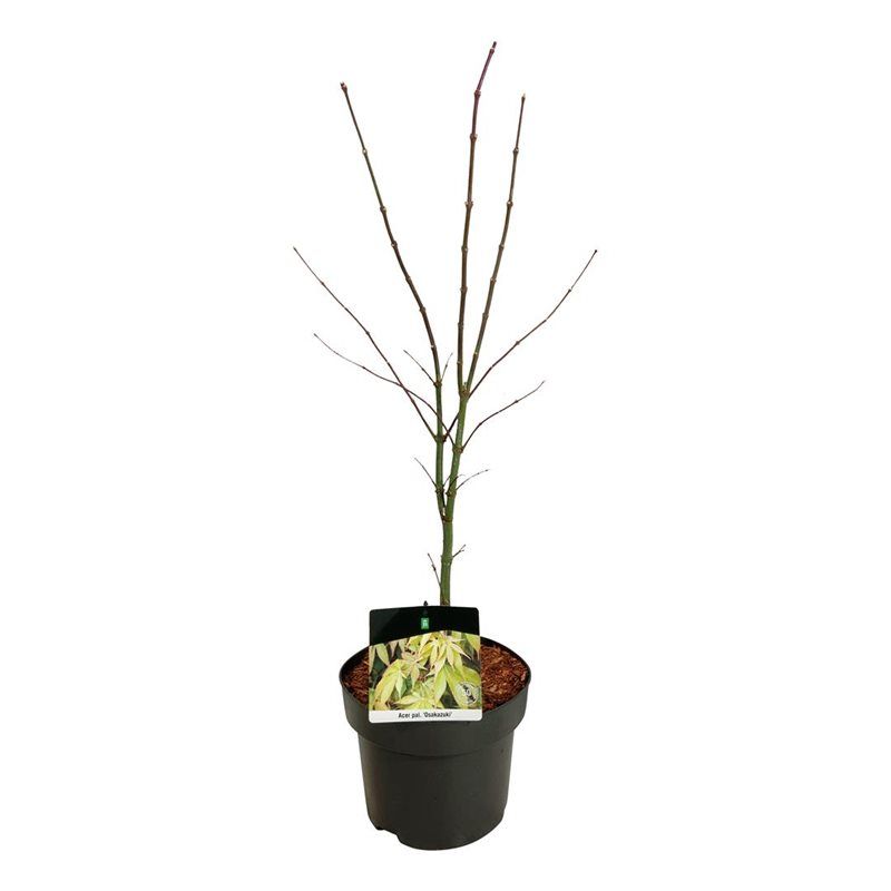 Acer pal. 'Osakazuki', D 23