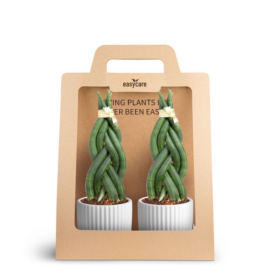 SANSEVIERIA 30690006 2-Pack Nordic White, D 7