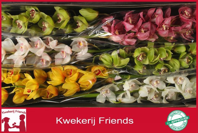 Цимбидиум Микс 80 x6, шт.