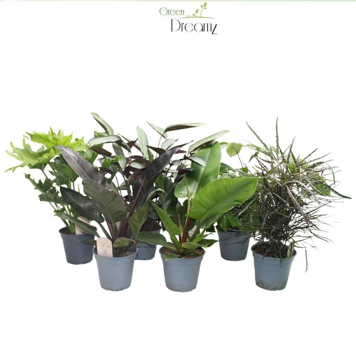 Mix Groene Kamerplant, D 17