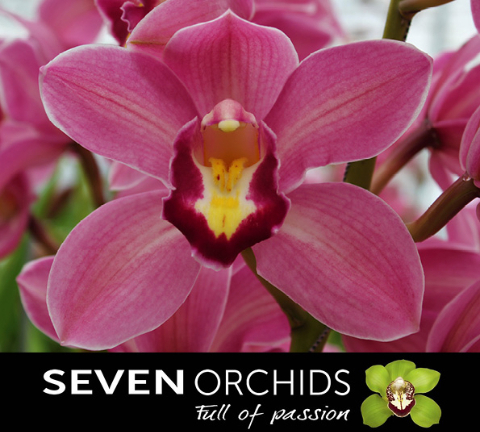 Цимбидиум Роллекостер x9 60, шт.