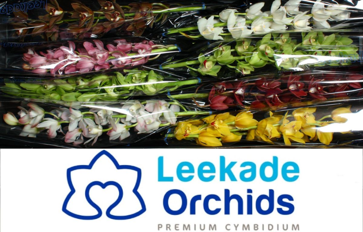 Цимбидиум мини Микс x8 70, шт.