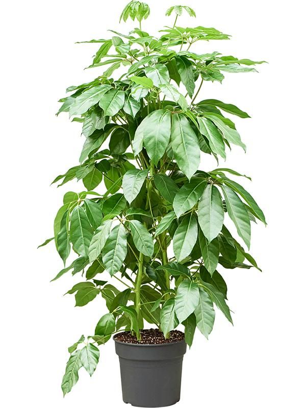 Schefflera actinophylla 'Amate', D 38