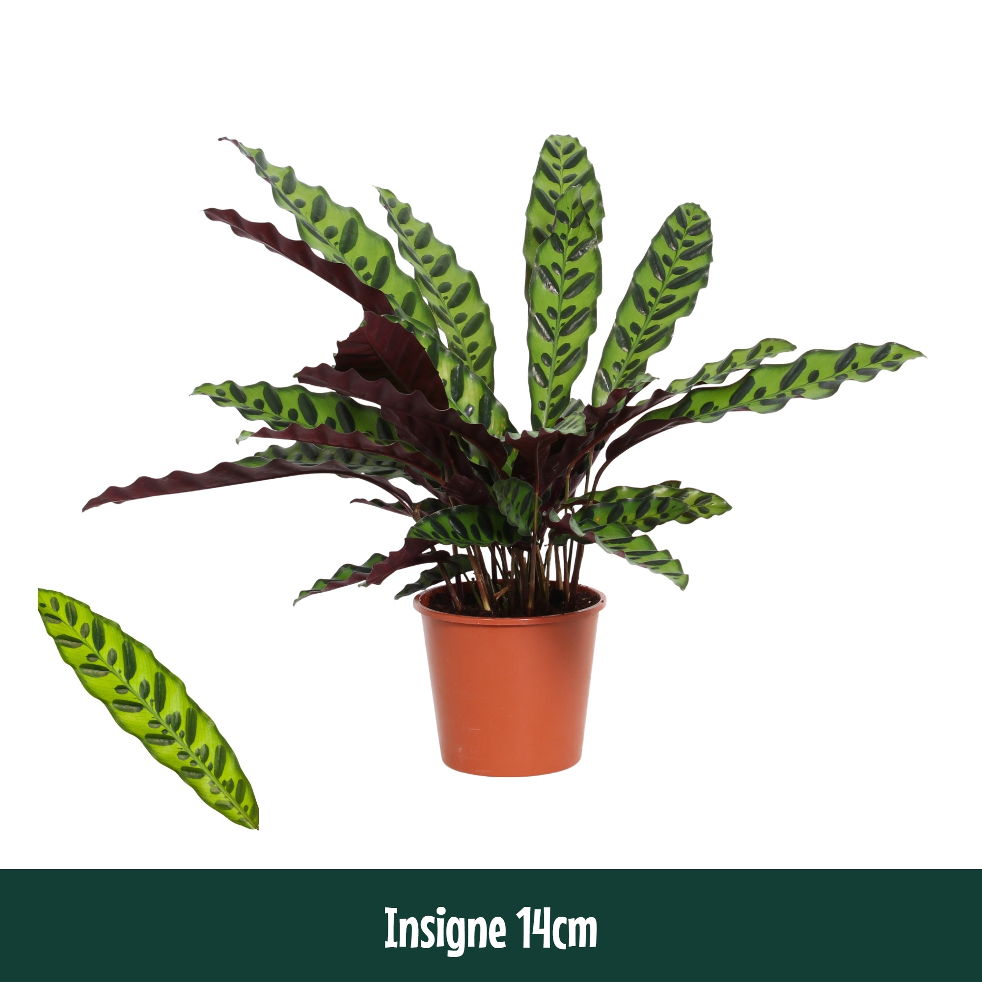 Calathea 14cm Insigne (Lancifolia) - Living, D 14