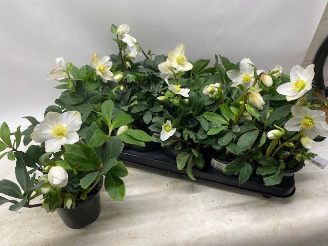 Helleborus niger-FBA®-Happy Day Royal- pP12-XL, D 12