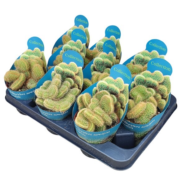 HILDEWINTERA AUREISPINA CRESTATA - POT Ø 10,5 - COLLECTION WITH POTCOVER (CACTUS), D 10,5