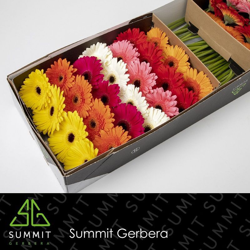 Гербера Микс в линию x50, шт.