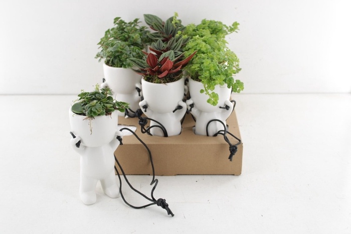 CLH15MIX Hang Chillings H15 Sedum, Pilea, Tradescantia, D 6