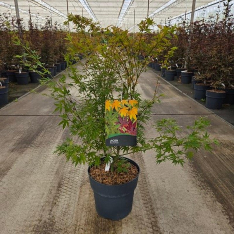 Acer pal. 'Wilson's Pink Dwarf', D 32