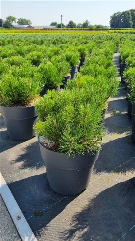 Pinus mugo pumilio, D 29