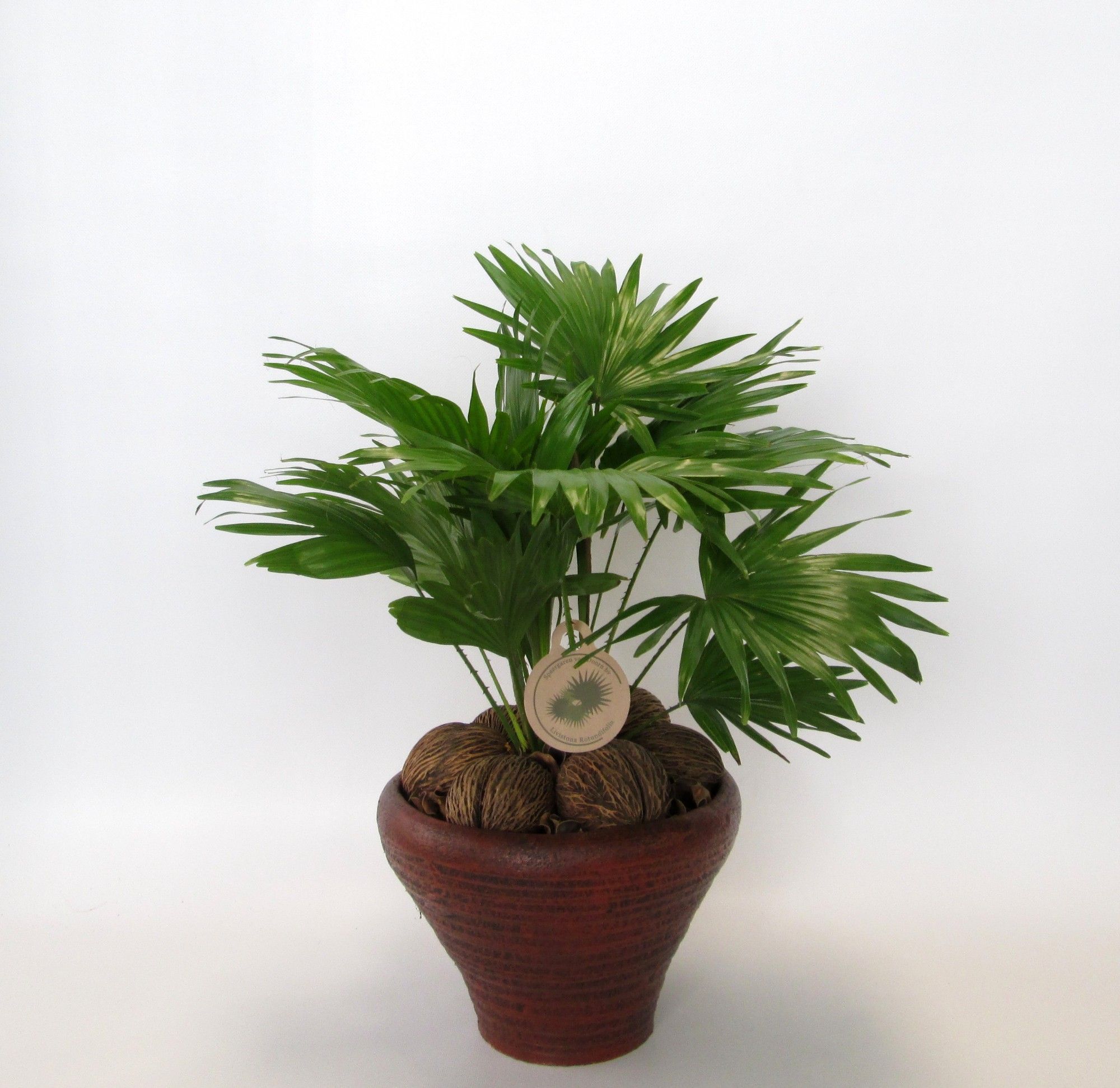 Livistona rotundifolia, D 26