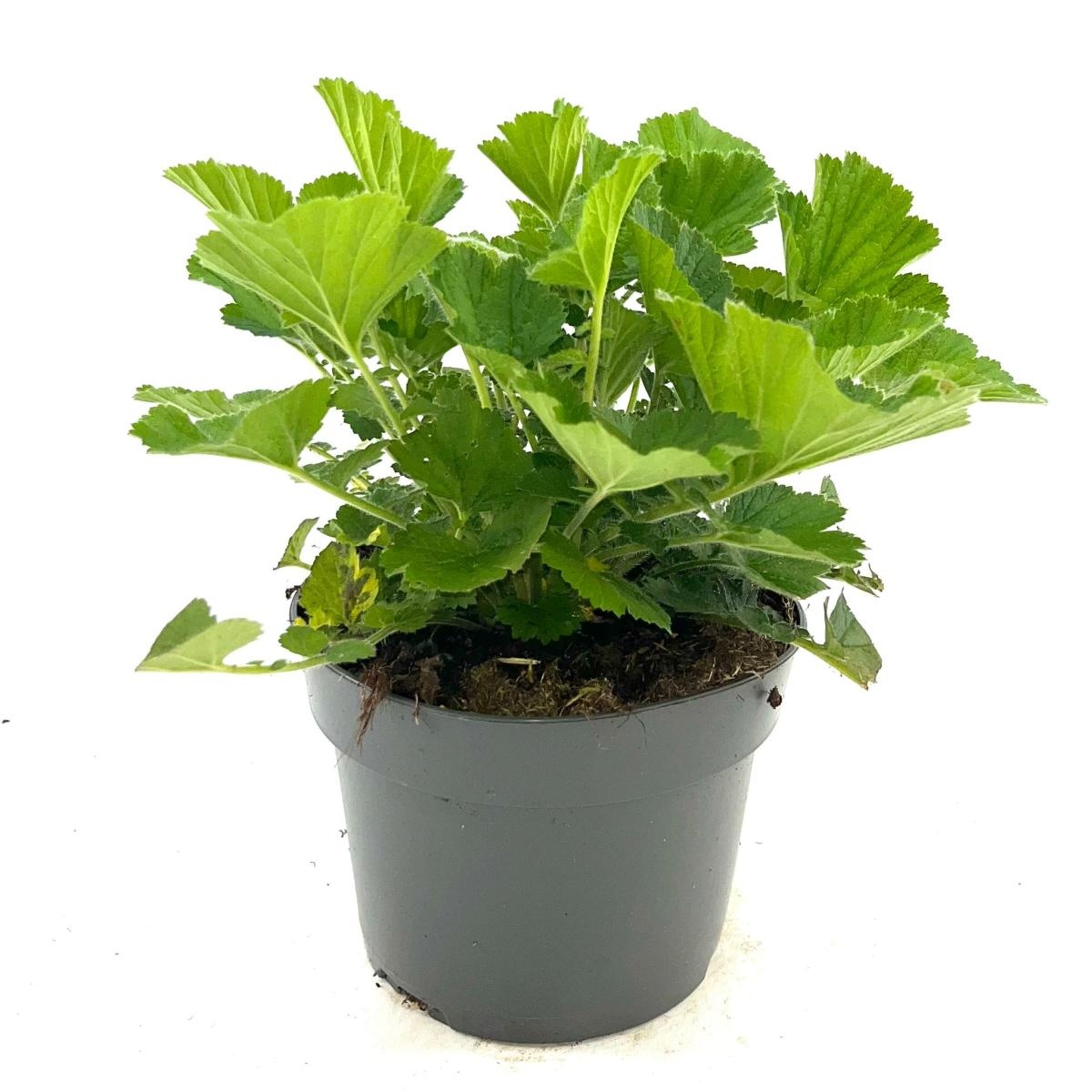 Geum 'Totally Tangerine', D 17 cm