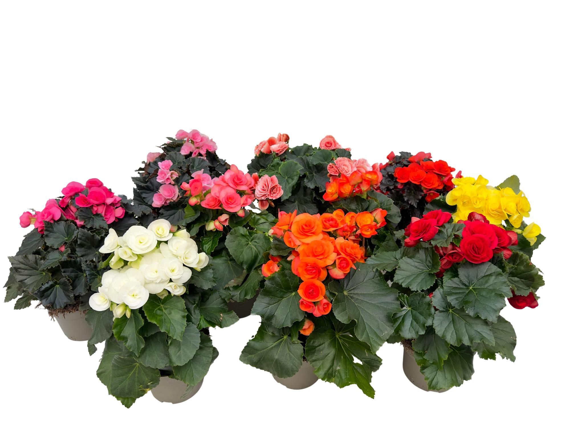 Begonia elatior P13 Mix, D 13