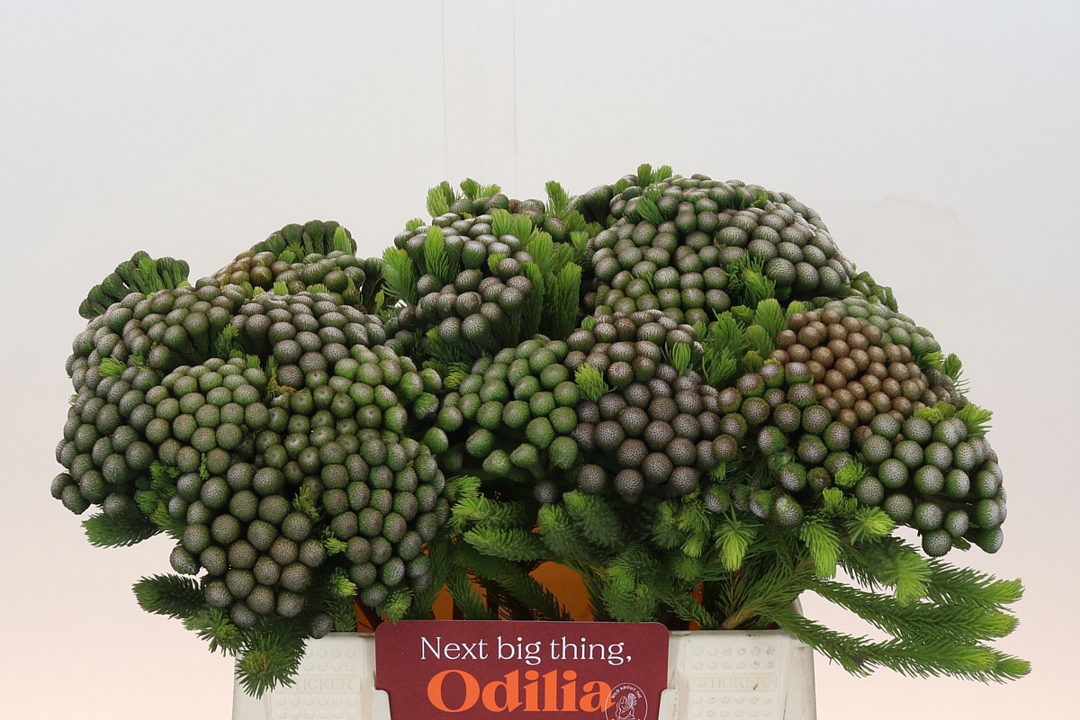 Бруния Альбифлора 40, шт.