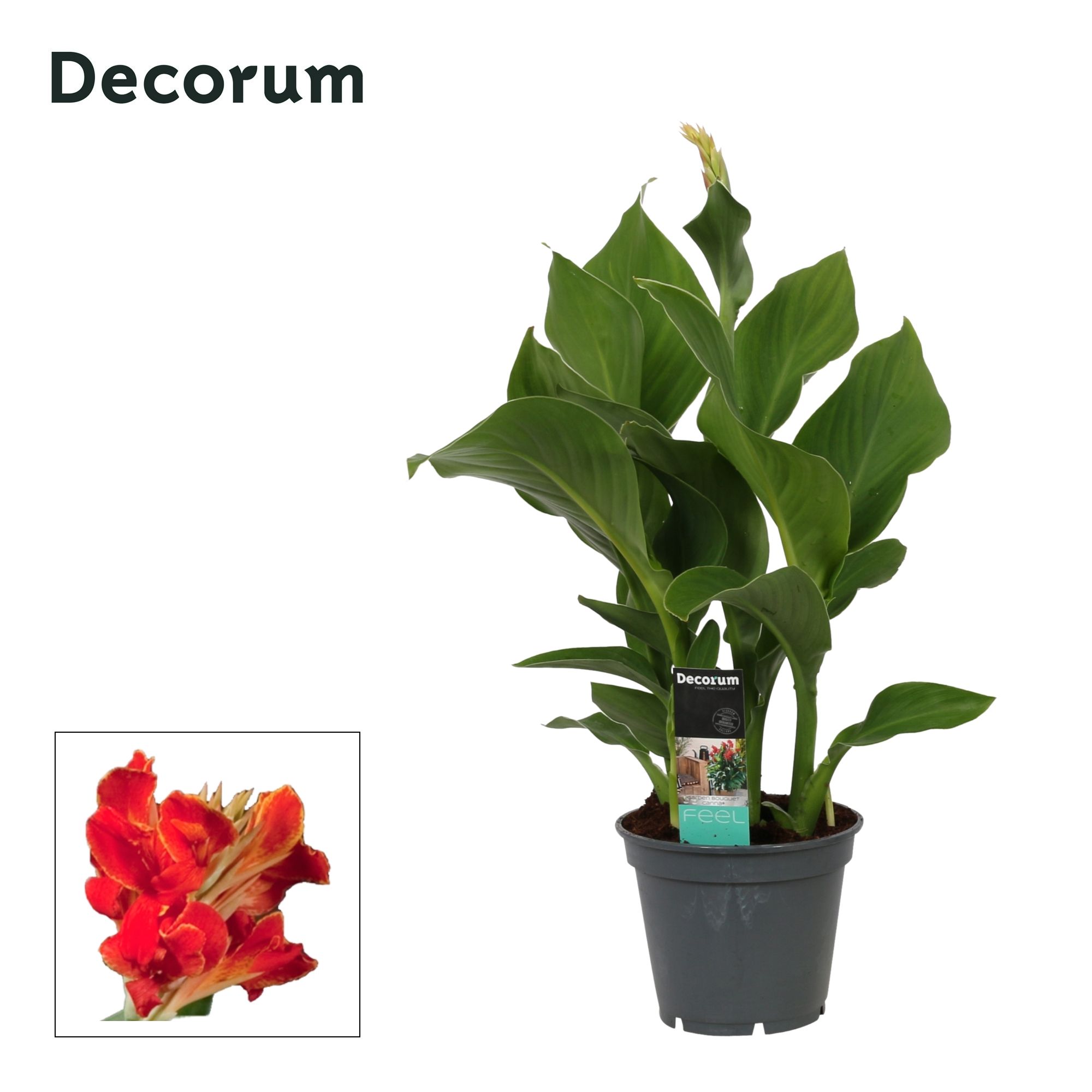 Canna Madeira (Decorum), D 17