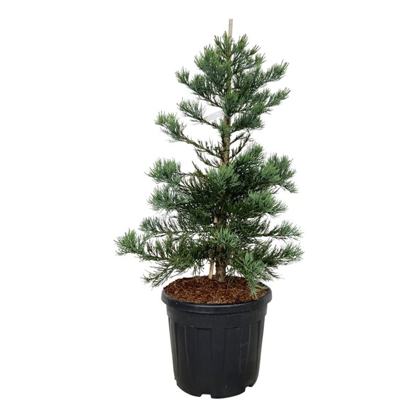 Sequoiadendron gig. 'Glaucum', D 50