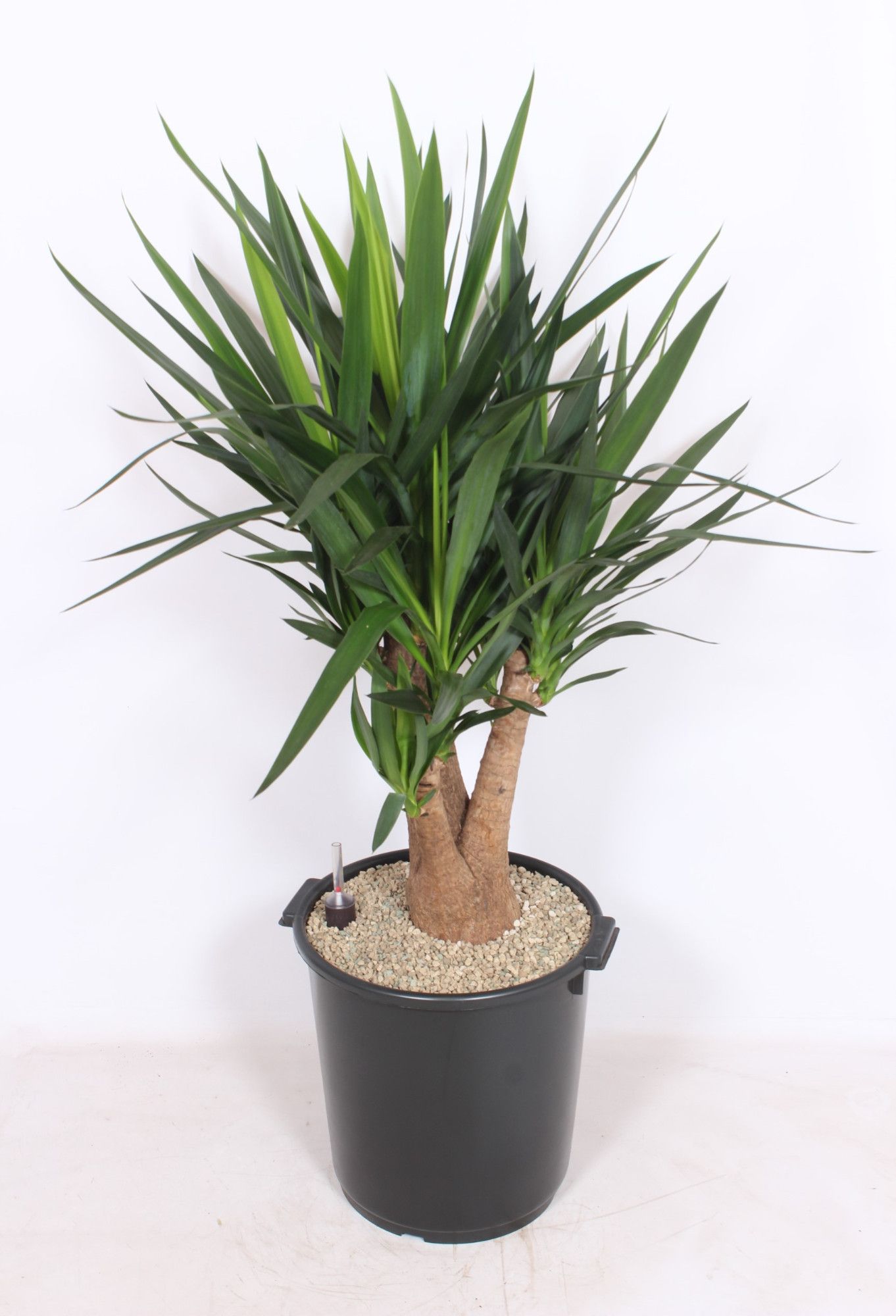 Yucca elephantipes 3+ armen, D 40