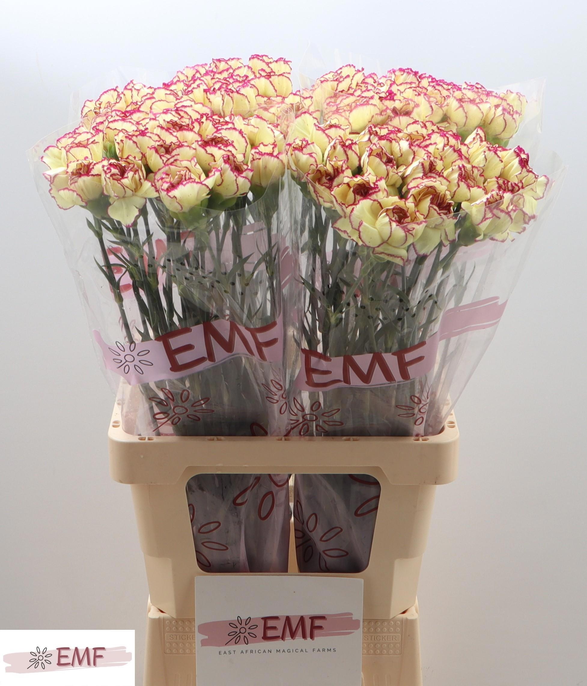 Диантус од. Флаундер+, шт.