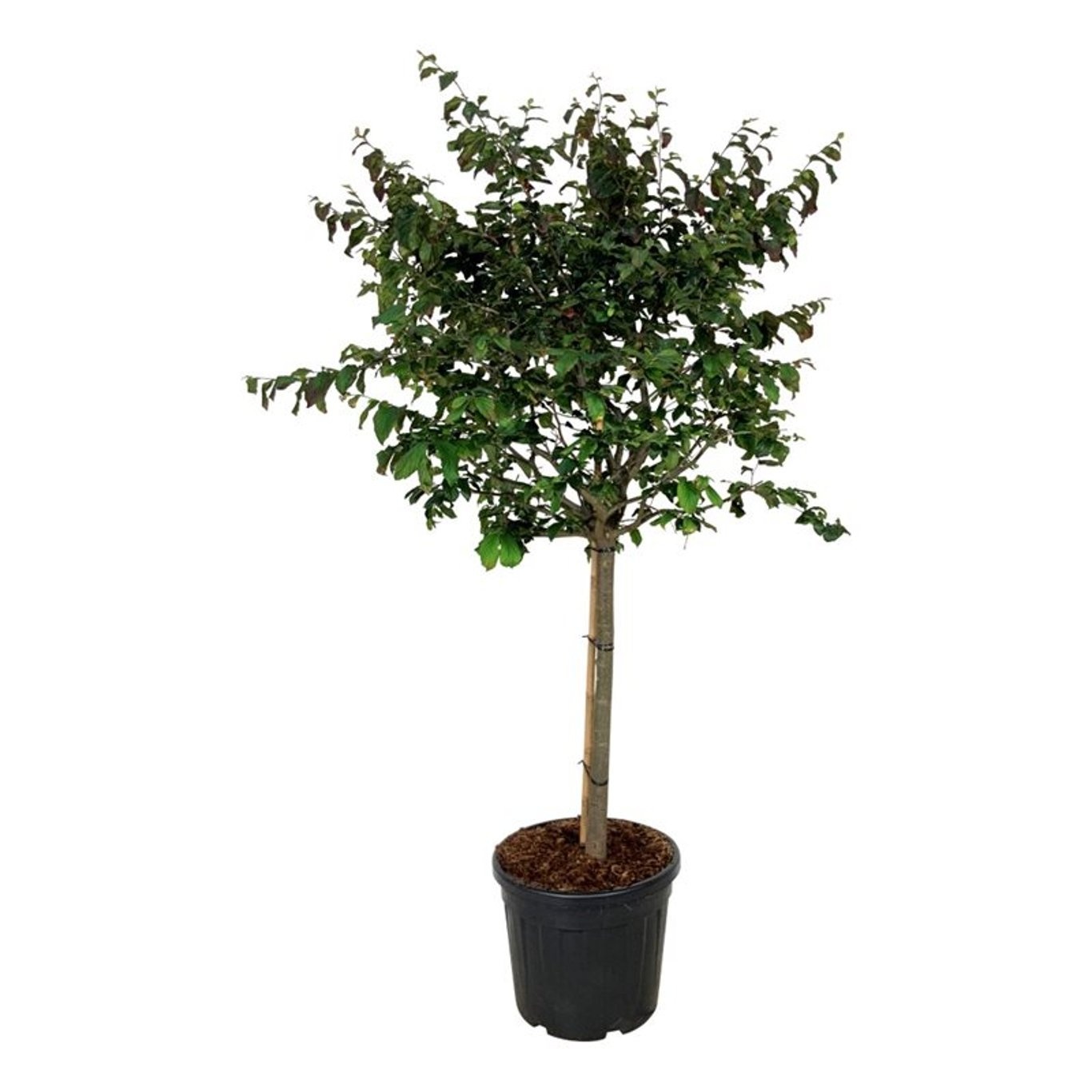 Parrotia persica 'Bella', D 50