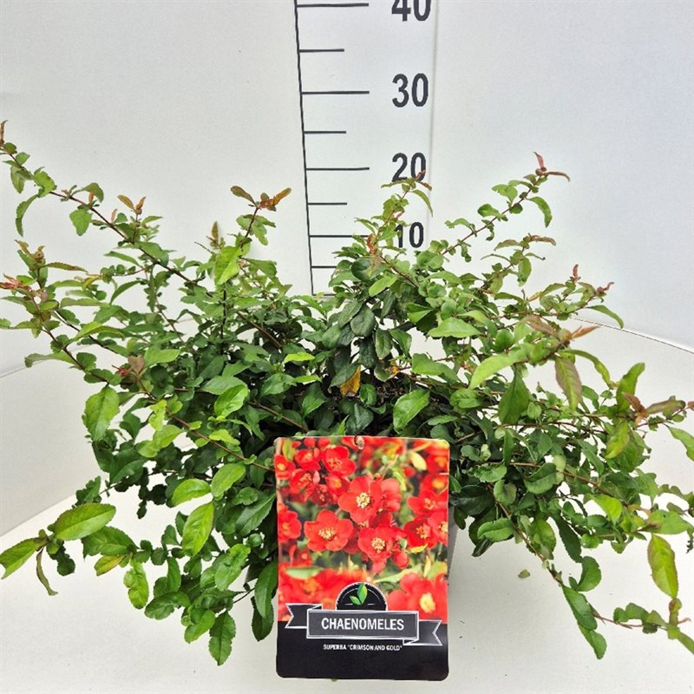 Chaenomeles sup. 'Crimson and Gold', D 28