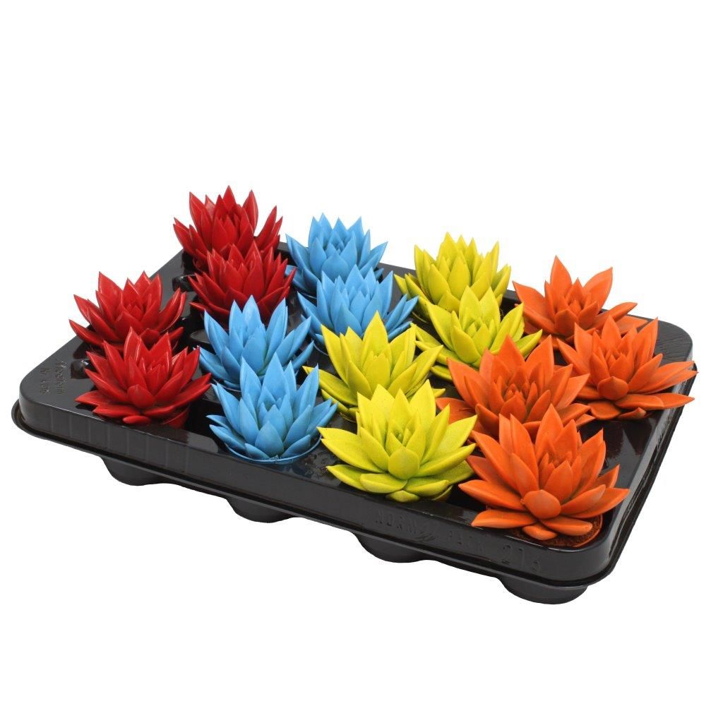 Miranda coloured spring mix, D 6 cm