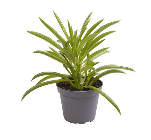 PEPEROMIA NIVALIS 'NEVADA', D 6 cm PEPEROMIA NIVALIS 'NEVADA', D 6 cm