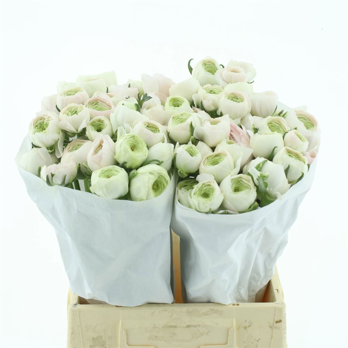 Ранункулус Саксесс Ханой 45, шт.