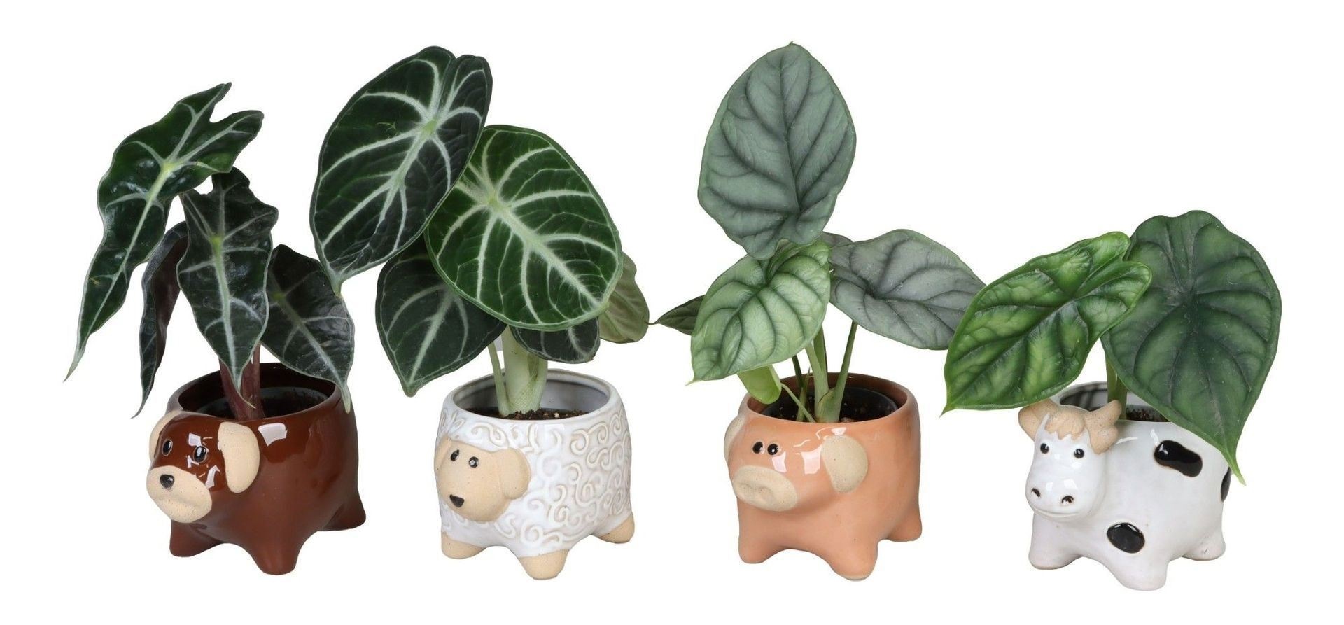 L 66627 with Alocasia Mix 6 cm, D 6